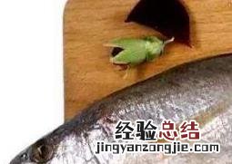 白姑鱼和黄花鱼的区别 黄花鱼与白姑鱼