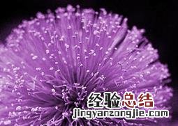 紫色蒲公英种植方法 紫色蒲公英种植方法图解