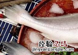 白姑鱼的功效与副作用 白姑鱼的功效与作用