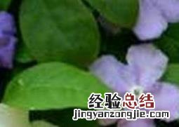 双色茉莉的养殖方法和注意事项 盆栽 双色茉莉的养殖方法