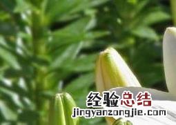 亚洲百合种植方法 亚洲百合盆栽