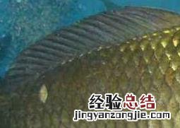 草鱼和鲫鱼的区别哪个好吃 草鱼和鲫鱼的区别