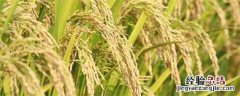 南粳5055水稻特性 南粳5055水稻品种介绍