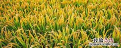 津原85水稻品种介绍 津原水稻品种u99