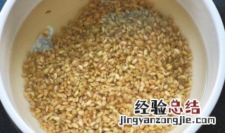 糙米蚕豆焖饭如何做窍门 糙米蚕豆焖饭如何做
