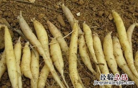 太子参的功效与作用和副作用 太子参的功效与作用