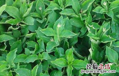 太子参的功效与作用和副作用 太子参的功效与作用