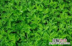 艾草功效与作用是什么 艾草功效与作用