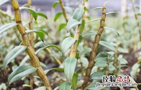 石斛功效与作用 石斛花功效与作用适合人群