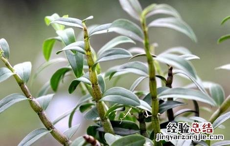 石斛功效与作用 石斛花功效与作用适合人群