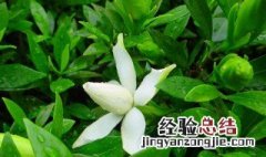 栀子和鱼腥草的功效与作用 栀子和鱼腥草的功效与作用是什么