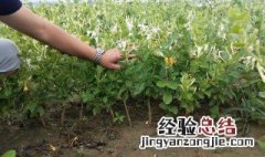枸杞苗几月份栽合适 枸杞苗什么时间种植