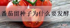 番茄种子为什么要泡 番茄留种子为什么要发酵
