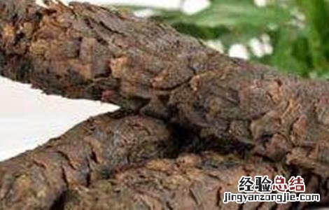 肉苁蓉的功效与作用及禁忌 肉苁蓉的功效与作用