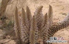 肉苁蓉的功效与作用及禁忌 肉苁蓉的功效与作用