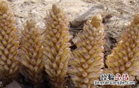 肉苁蓉的功效与作用及禁忌 肉苁蓉的功效与作用