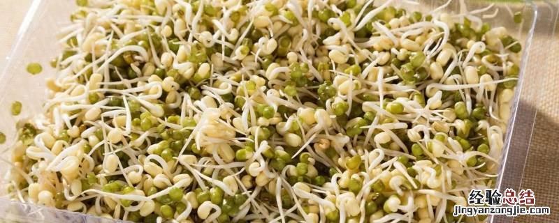 绿豆芽怎样保存更持久 绿豆芽怎么长时间保存