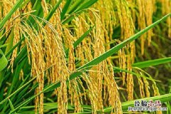 水稻在什么节气丰收 水稻的收获是在什么节气前后