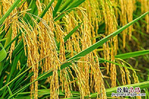 水稻在什么节气丰收 水稻的收获是在什么节气前后