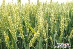 农民种植小麦的过程，步骤有哪些 农民种的小麦需要什么过程