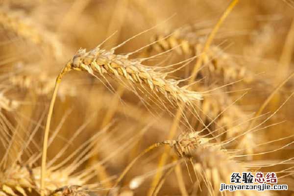 小麦黄斑叶枯病如何防治,用什么药治疗好