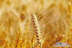 小麦黄斑叶枯病如何防治，用什么药治疗好