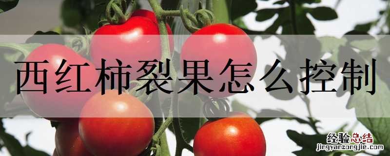 西红柿裂果怎么控制产量 西红柿裂果怎么控制
