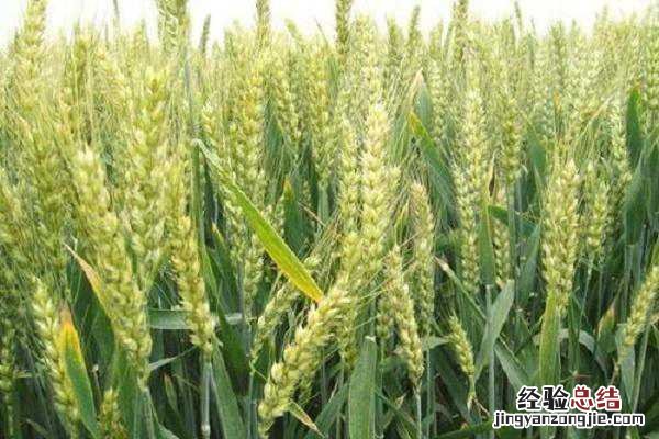 稻谷是大米还是小米,两者有什么区别