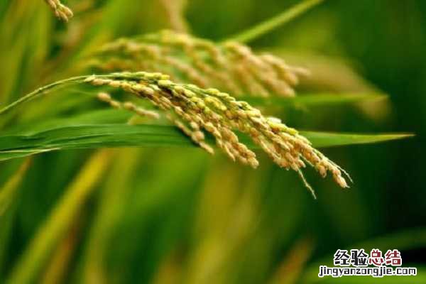 稻谷是大米还是小米,两者有什么区别