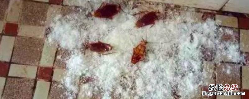 宿舍蟑螂太多怎么消灭 宿舍蟑螂多怎么处理