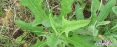 麻菜怎么吃法 麻菜怎么吃
