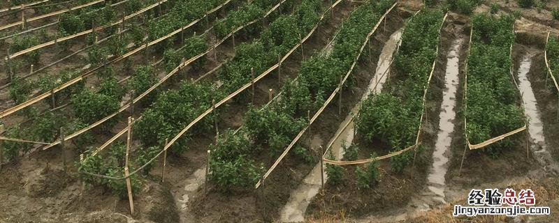 农作物産量高的原因模板 农作物産量高的原因