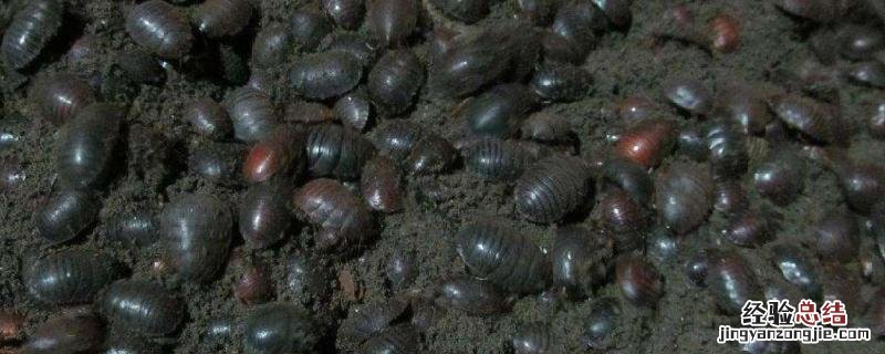 昆虫养殖有哪些 昆虫养殖有哪些项目