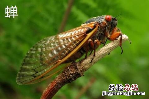 昆虫养殖有哪些 昆虫养殖有哪些项目