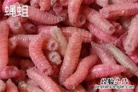 昆虫养殖有哪些 昆虫养殖有哪些项目