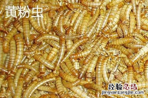昆虫养殖有哪些 昆虫养殖有哪些项目