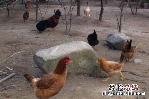 土鸡的销售渠道 土鸡销售渠道哪里找