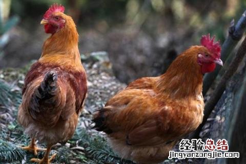 土鸡的销售渠道 土鸡销售渠道哪里找