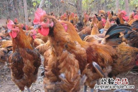 土鸡的销售渠道 土鸡销售渠道哪里找