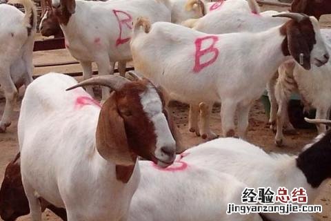 养殖肉羊怎么亏本的，赔钱的原因 养殖肉羊的成本及利润