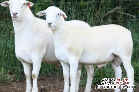 养殖肉羊怎么亏本的，赔钱的原因 养殖肉羊的成本及利润