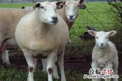 养殖肉羊怎么亏本的，赔钱的原因 养殖肉羊的成本及利润