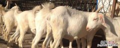 养殖肉羊怎么亏本的，赔钱的原因 养殖肉羊的成本及利润