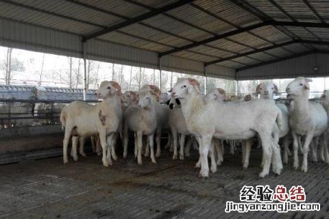 养殖肉羊怎么亏本的，赔钱的原因 养殖肉羊的成本及利润
