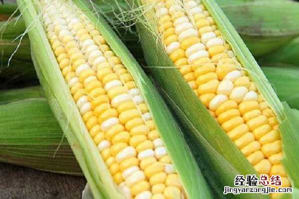 玉米抽穗后多少天能吃，养护管理方法有哪些