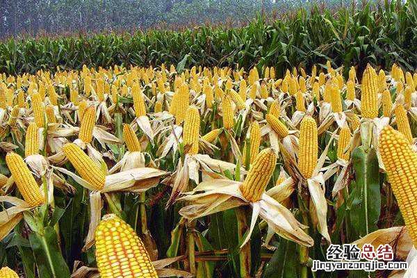 玉米抽穗后多少天能吃，养护管理方法有哪些
