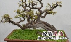 雀梅室内养殖还是室外养殖 雀梅能室内养吗