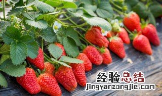 营养土可以种草莓吗 种花的营养土可以种草莓吗