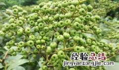 吴茱萸的营养价值 吴茱萸的功能和作用