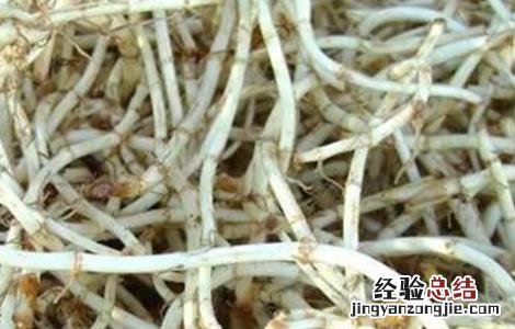 鱼腥草的功效与作用及禁忌 鱼腥草的功效与作用